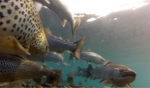 ION Beat II underwater ION Beat II underwater