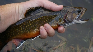 Fishing in New York Gallery Fishing in New York Gallery