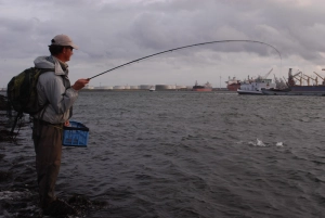 Into a fish Into a fish