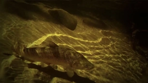 The trout... The trout...