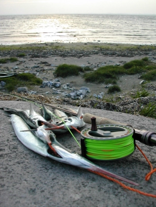 Freshly caught for the pan Freshly caught for the pan