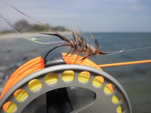 Bushy Pastry fly Bushy Pastry fly