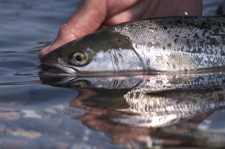 Smooth surface Smooth surface