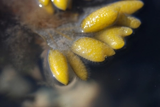 Bladder in bloom Bladder in bloom