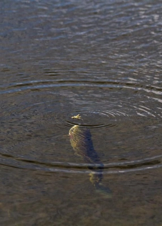 The ring of the rise The ring of the rise