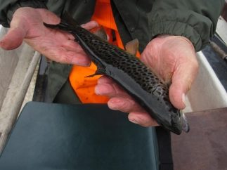 A average fish A average fish