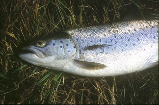 A so called Greenlander A so called Greenlander