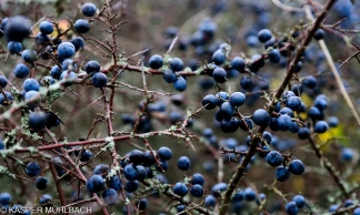 Sloe Sloe