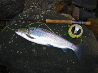 Freshly caught Freshly caught