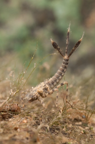 White legged damselfly nymph White legged damselfly nymph