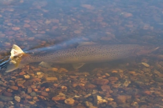Seatrout over gravel bed Seatrout over gravel bed