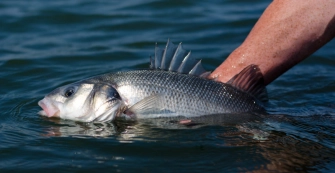 Regaining freedom Regaining freedom