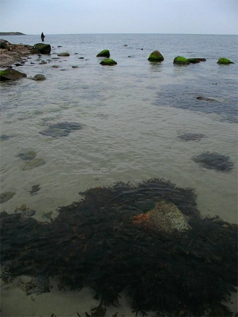 Copper Bully seascape Copper Bully seascape