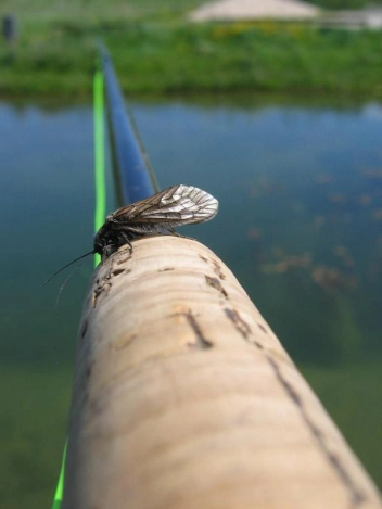 Alder fly III Alder fly III