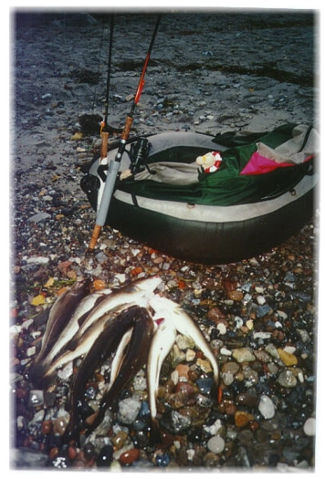 Cold water cod Cold water cod