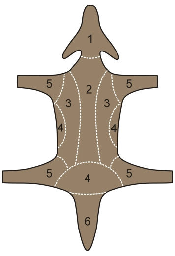 The deer skin The deer skin