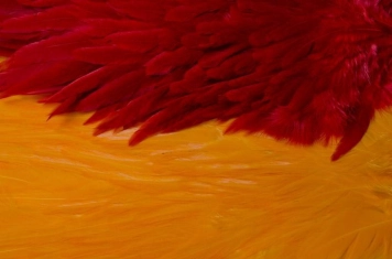 Saddle hackles Saddle hackles