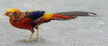 Golden pheasant male Golden pheasant male