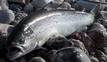 Rewarded in silver Rewarded in silver