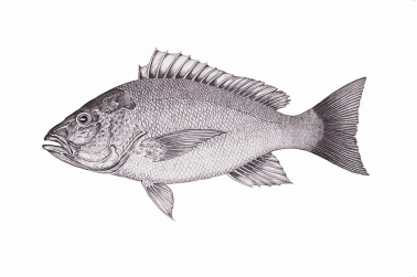 Red snapper Red snapper
