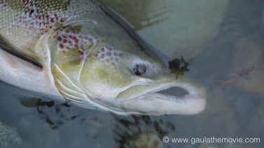 What it's all about What it's all about