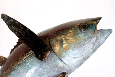 Yellowfin Tuna closeup Yellowfin Tuna closeup