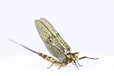 Ephemera danica Ephemera danica