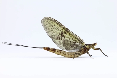 Ephemera danica Ephemera danica