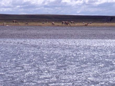 Guanacos Guanacos