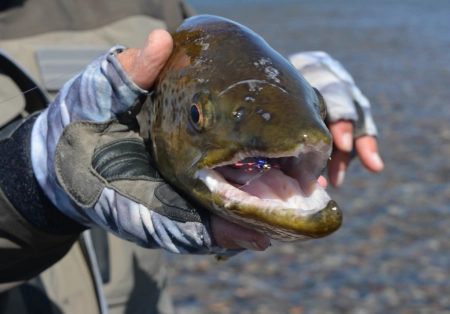 Brown taken in the riffles Brown taken in the riffles