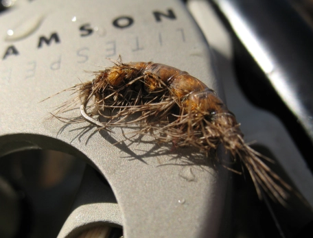 Hackle as scud legs Hackle as scud legs