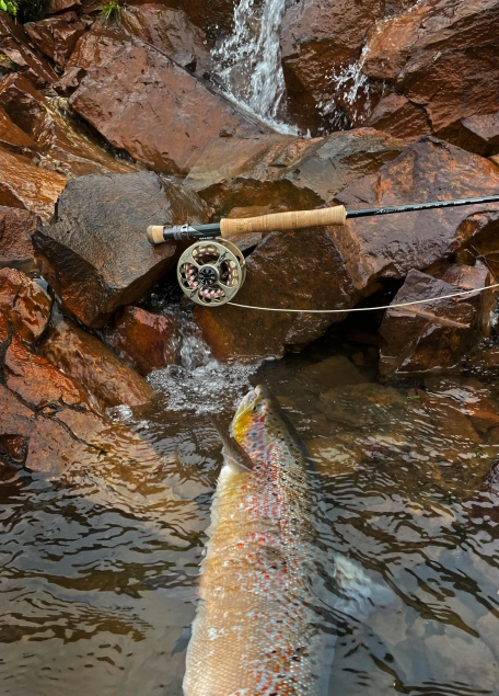 Asquith #8 Asquith #8