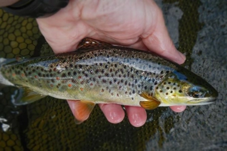 Taco trout Taco trout