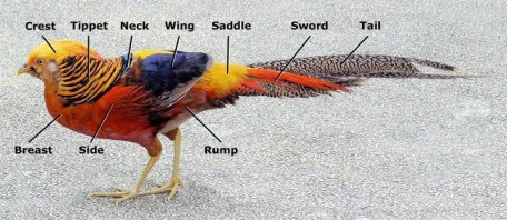 Parts of plumage Parts of plumage