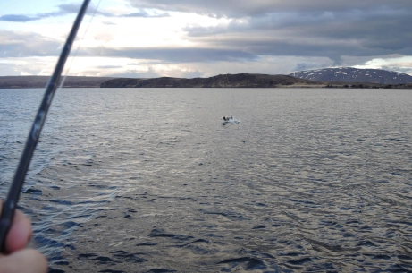 A hog jumping A hog jumping