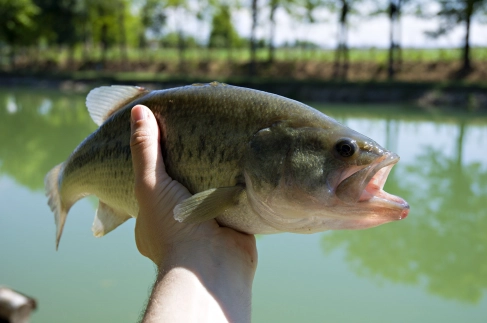 Bass from a private lake Bass from a private lake