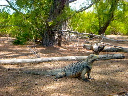 Lunch guest with an attitude Lunch guest with an attitude
