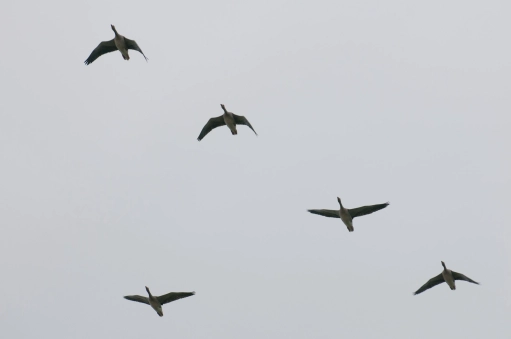 Autumn migration Autumn migration