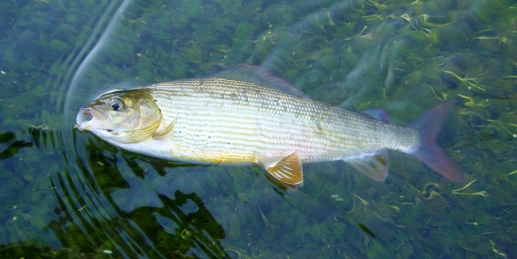Grayling Grayling