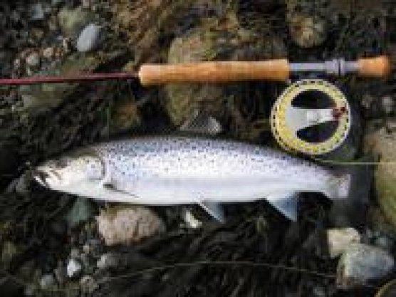 A five sea trout day - image A five sea trout day - image