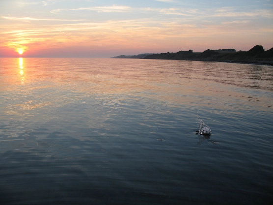 Salmon! - image Salmon! - image