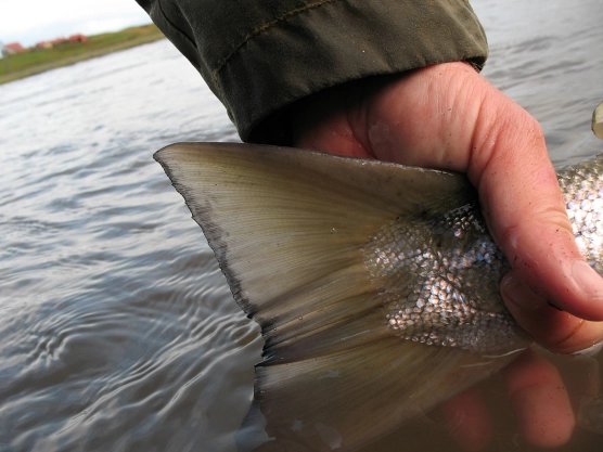 Salmon! - image Salmon! - image