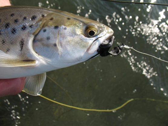 Fishing! - image Fishing! - image