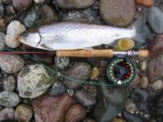 Fantastic spring - image Fantastic spring - image