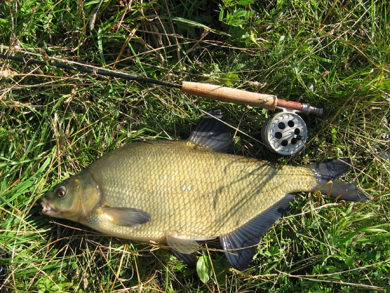 Bream - image Bream - image