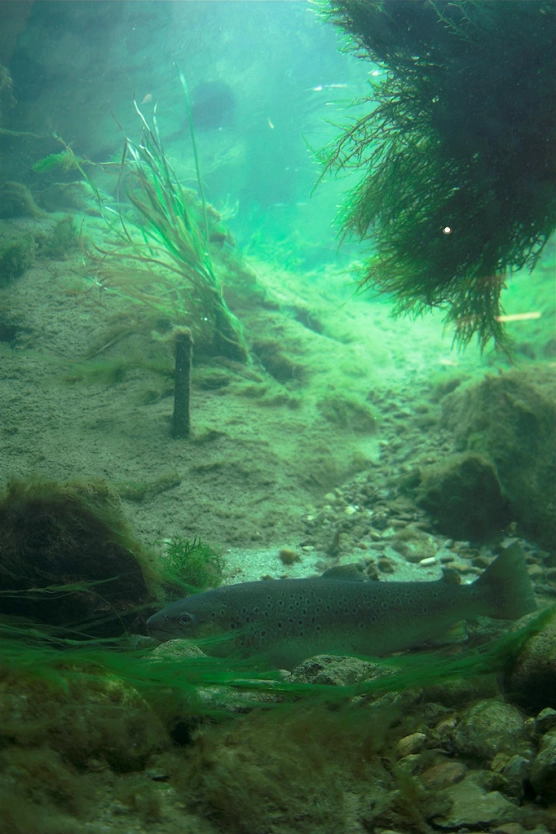 Too many fish... - image Too many fish... - image