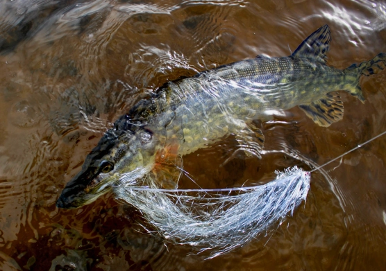 Notice the size of the fly! Notice the size of the fly!
