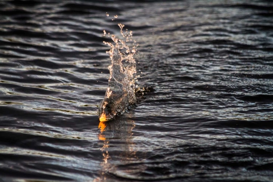 Ready to land Ready to land