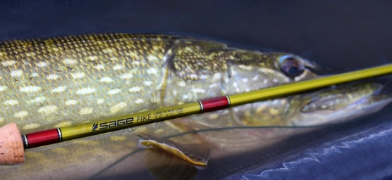 Pike require some sturdy gear Pike require some sturdy gear