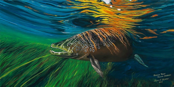 Brown trout Brown trout